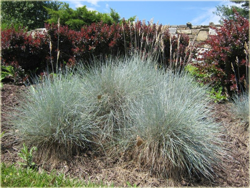 Kostrzewa ametystowa Festuca amethystina